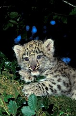 Obraz premium Snow Leopard or Ounce, uncia uncia, Cub laying