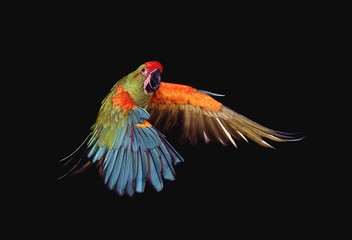 Military Macaw, ara militaris, Adult in Flight against Black Background © slowmotiongli
