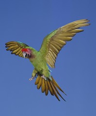 Military Macaw, ara militaris, Adult in Flight © slowmotiongli