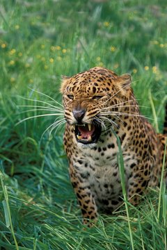 Leopard, panthera pardus, Adult snarling, with Open Mouth