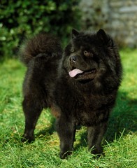 Chow Chow Dog laying on Grass