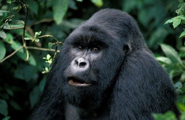 Mountain Gorilla, gorilla gorilla beringei, Portrait of Male, Virunga Park in Rwanda