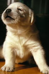 Yellow Labrador Retriever, Pup