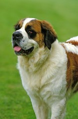 Saint Bernard Dog
