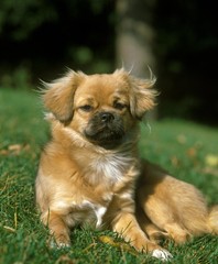 Tibetan Spaniel, Dog laying on Grass