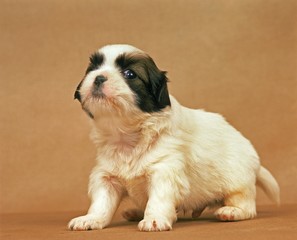 Tibetan Spaniel, Pup