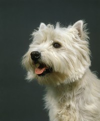 West Highland White Terrier or Westie, Portrait of Adult against Grey bakcground