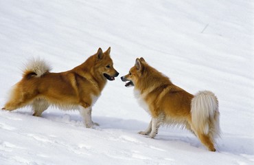 Iceland or Icelandic Sheepdog, Dogs standing in Snow