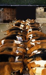 Poitevin Dog, Pack eating