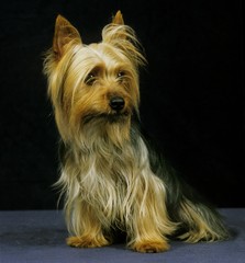 Silky Terrier sitting against Black Background