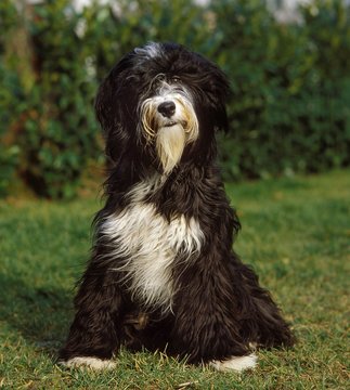 Tibetan Terrier Dog, Adult sitting on Lawn