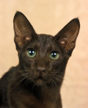 14 Best Havana Brown Cat Images Stock Photos Vectors Adobe Stock 14 Best Havana Brown Cat Images Stock Photos Vectors Adobe Stock