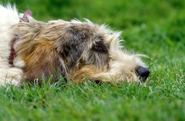 Basset Griffon Vendeen Dog resting on Grass