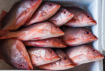 close-up fresh raw seafood at the fish market.