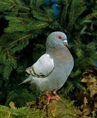 Schietti Pigeon