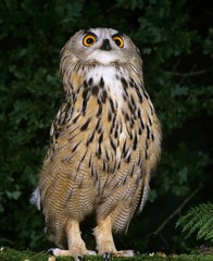 European Eagle Owl, bubo bubo, Adult standing on Moss, Normandy