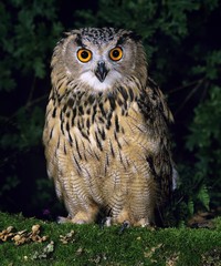 European Eagle Owl, bubo bubo, Adult standing on Moss, Normandy