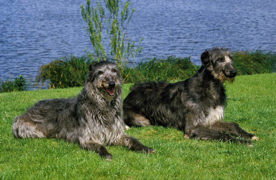 Scottish Deerhound, Dogs sitting on Grass near Lake