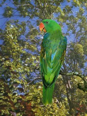 Great Billed Parrot, tanygnathus megalorhynchos, Adult standing on Branch