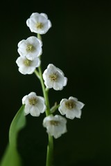 Fototapeta na wymiar Lily of the Valley, convallaria majalis