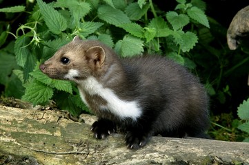 Stone Marten or Beech Marten, martes foina, Young standing on Stump
