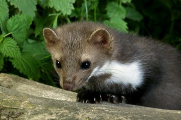 Stone Marten or Beech Marten, martes foina, Young standing on Stump