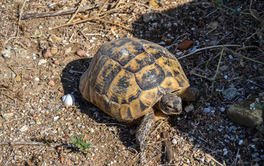 Turtle walks in dry grass on a sunny summer day