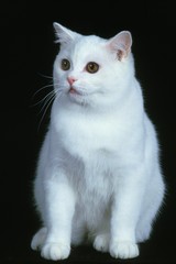 White British Shorthair Domestic Cat sitting against Black Background