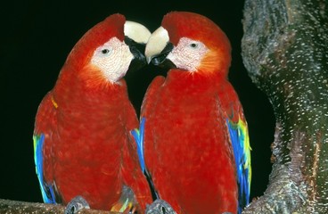 Scarlet Macaw, ara macao, Adults against Black Background © slowmotiongli