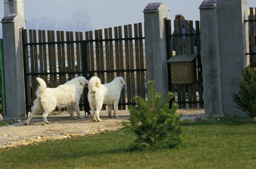 Kuvasz Dog Guarding House