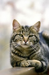 Brown Tabby Domestic Cat, laying