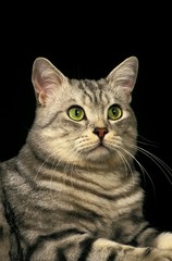 Silver Tabby Domestic Cat, Portrait against Black Background