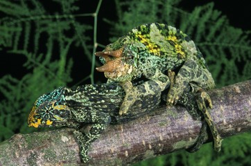 Jackson's Chameleon, chamaeleo jacksoni, Pair Mating