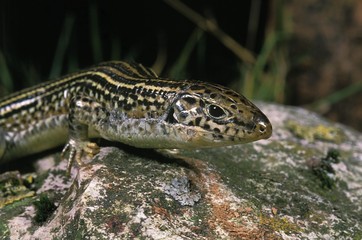 Ornate Girdled Lizard, zonosaurus ornatus, Adult standing on Stone