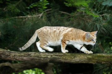 Fototapeta na wymiar Sand Cat, felis margarita, Female walking on Branch