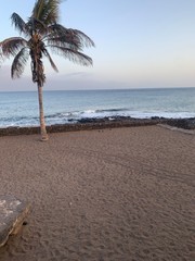 palm tree on the beach