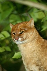 Jaguarundi, herpailurus yaguarondi, Portrait of Adult