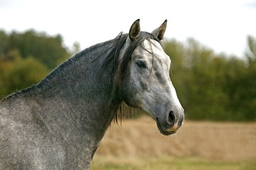 Fototapeta na wymiar Lusitano Horse, Portrait of Stallion