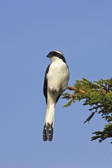 Grey-backed Fiscal, lanius excubitoroides, Adult perched on Branch against blue Sky, Kenya