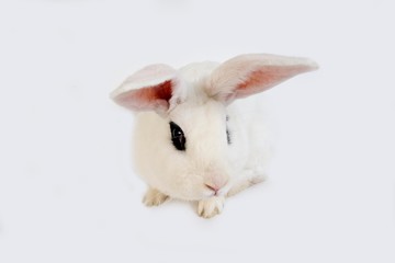 Hotot Rabbit against White Background, Breed from Normandy