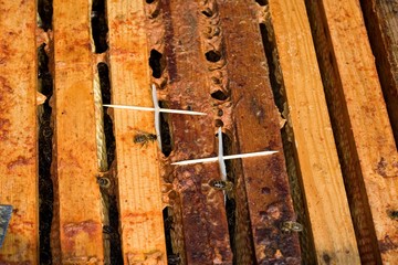 Honey Bee, apis mellifera, F rames of H oneycomb in Hive, Normandy