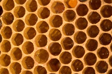 Honey Bee, apis mellifera, Comb with Honey inside, Bee Hive in Normandy