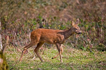 Roe Deer, capreolus capreolus, Female, Normandy