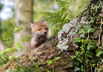 Red Fox, vulpes vulpes, Pup standing at Den entrance, Normandy