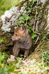 Naklejka na ściany i meble Red Fox, vulpes vulpes, Pup standing at Den entrance, Normandy