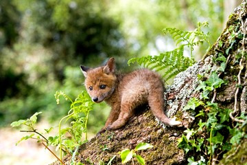 Red Fox, vulpes vulpes, Pup standing on Stump, Normandy