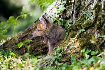 Naklejka na ściany i meble Red Fox, vulpes vulpes, Pup Yawning at Den entrance, Normandy
