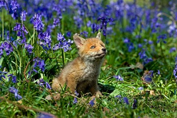 Red Fox, vulpes vulpes, Pup with Blue Flowers, Normandy