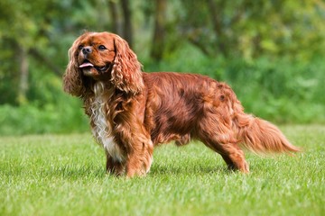 Cavalier King Charles Spaniel, Male standing on Lawn