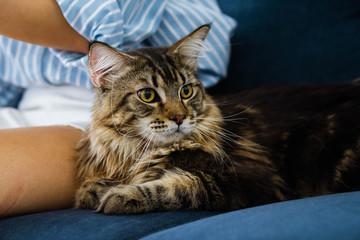 Woman relaxing on the sofa at home and cuddling her beautiful long hair Maine Coon cat